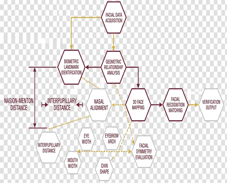 Facial Geometry Diagram